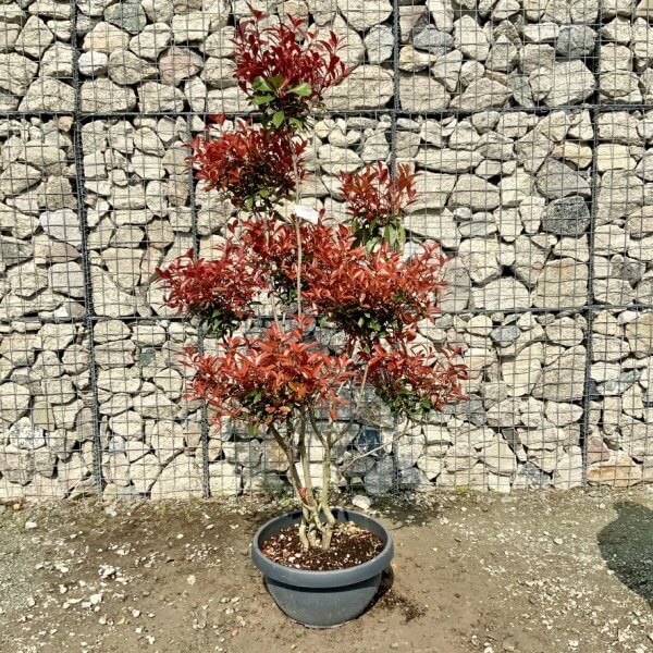 Photinia Nana (Little Red Robin) Pom Pom G436 - 094B702C EF00 4004 A6BF 2F06CFF88F22 1 105 c
