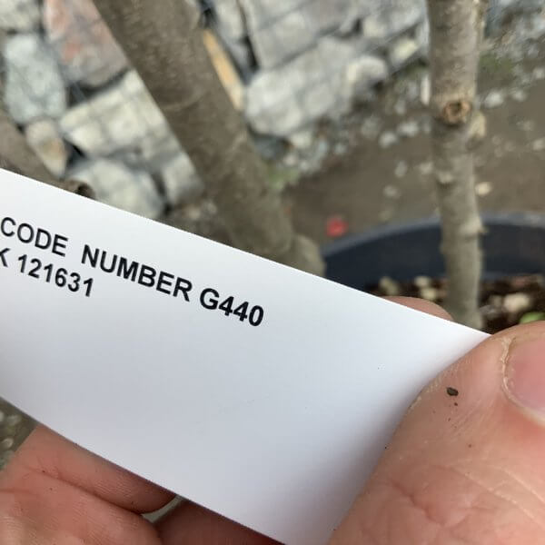Photinia Nana (Little Red Robin) Pom Pom G440 - 0C57BD73 F598 4107 BFFD EEFA9E3A93FC 1 105 c