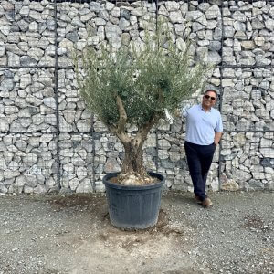 Gnarled Olive Tree Multi Stem Thick XL