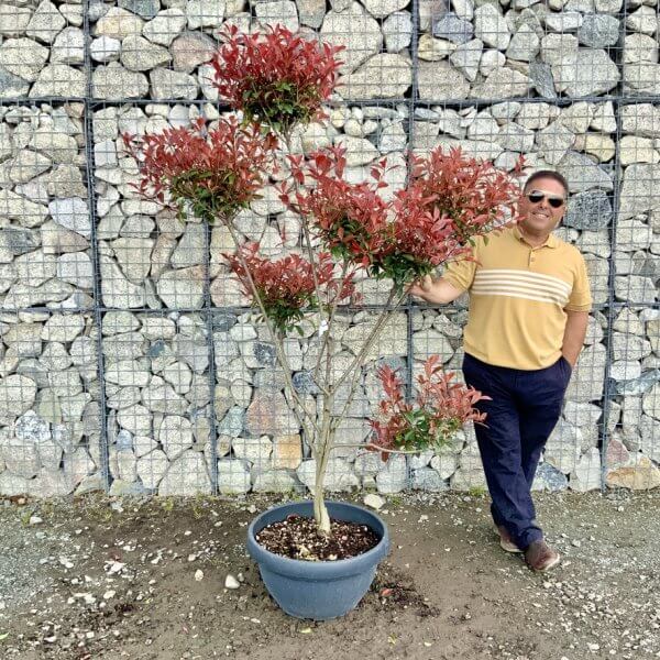 Photinia Nana (Little Red Robin) Pom Pom G449 - 0E07EBB9 0AC8 4BCB 8FAE A59D8E7AD911 1 105 c