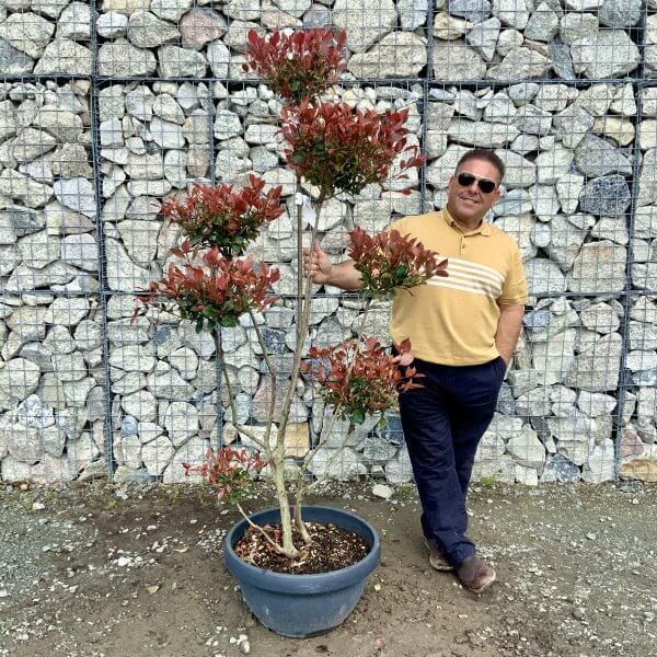 Photinia Nana (Little Red Robin) Pom Pom G392 - 0F8A7E41 73F3 4A32 A7BC D12702E6F695 scaled