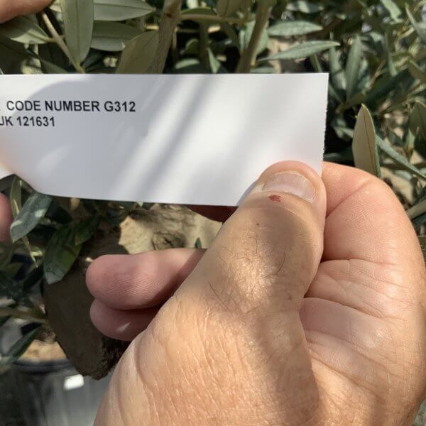 Gnarled Olive Tree Multi Stem Thick XL G312 - 113066F2 1EFE 48A9 8322 DD087643F248 1 105 c