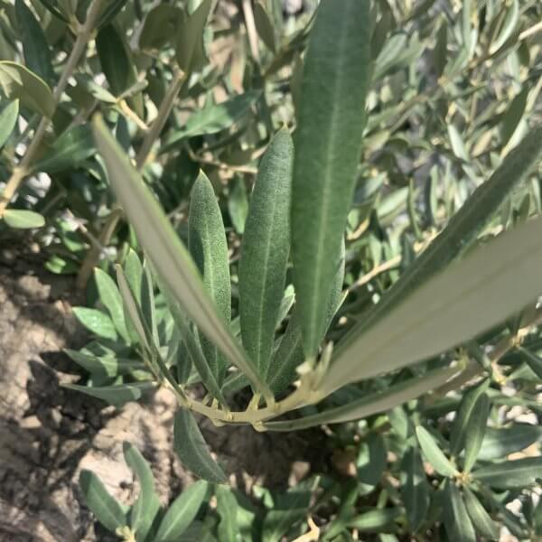 Gnarled Olive Tree Multi Stem Thick XL G303 - 1267E1A3 0422 4A28 AA4B EE5494A39AF7 1 105 c