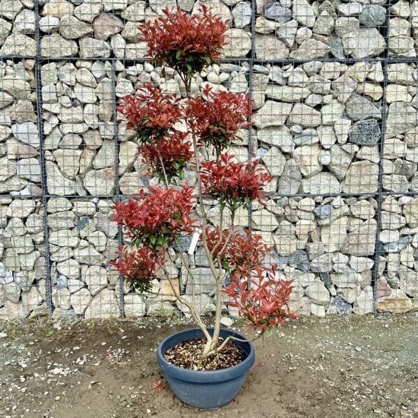 Photinia Nana (Little Red Robin) Pom Pom G407 - 147DCADF 3ACB 4368 BE23 A66929DF8542 1 105 c