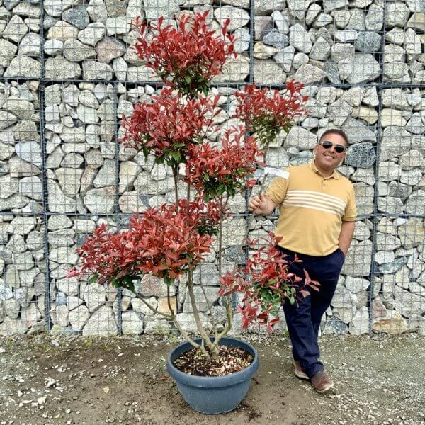 Photinia Nana (Little Red Robin) Pom Pom G433 - 150165AE 1546 48F6 8FCC D231C66597EF 1 105 c