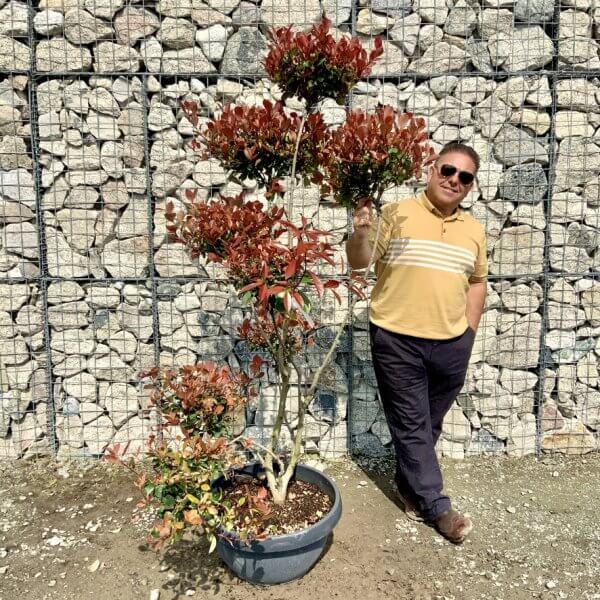 Photinia Nana (Little Red Robin) Pom Pom G398 - 1509C42D FAD8 4EA6 B6FB B380599CA648 1 105 c