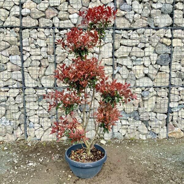 Photinia Nana (Little Red Robin) Pom Pom G405 - 163D9D67 94F0 4005 B33D 02D814E9DCD7 1 105 c