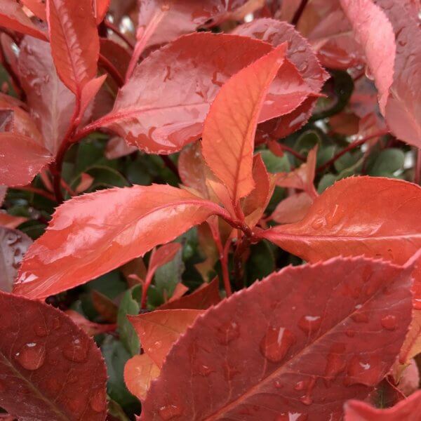 Photinia Nana (Little Red Robin) Pom Pom G450 - 179A0964 E0D0 422B 9467 3277AB9CF66A 1 105 c