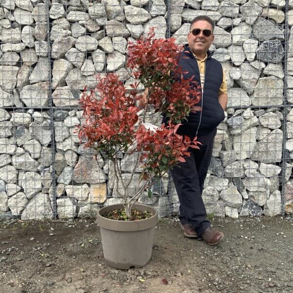 Photinia Nana (Little Red Robin) Pom Pom G354