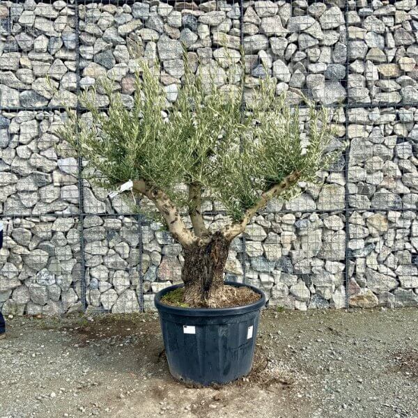 Gnarled Olive Tree Multi Stem Thick XL G299 - 1DB6B82C 8BFB 4871 82C8 98B88B172A82 1 105 c