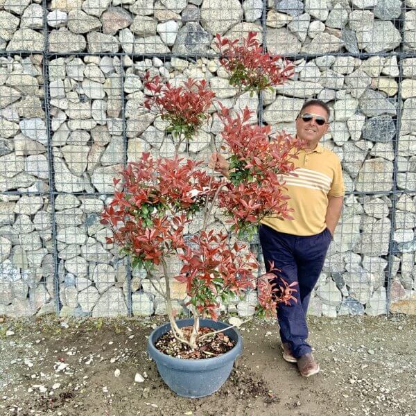 Photinia Nana (Little Red Robin) Pom Pom G448 - 1EEF2090 AF5A 408A 89C9 268A81E86046 1 105 c