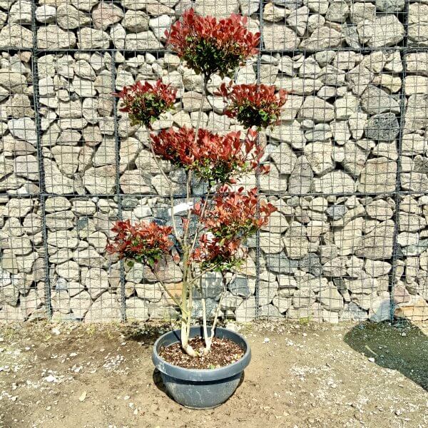 Photinia Nana (Little Red Robin) Pom Pom G393 - 22E497B1 594B 4683 A123 F6967458F248 scaled