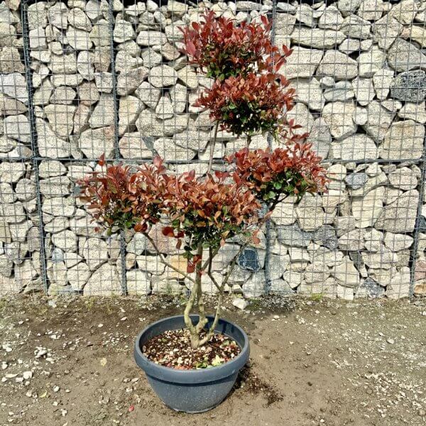 Photinia Nana (Little Red Robin) Pom Pom G432 - 282D93BC 898B 41CD AF7D 4105AC37204B 1 105 c