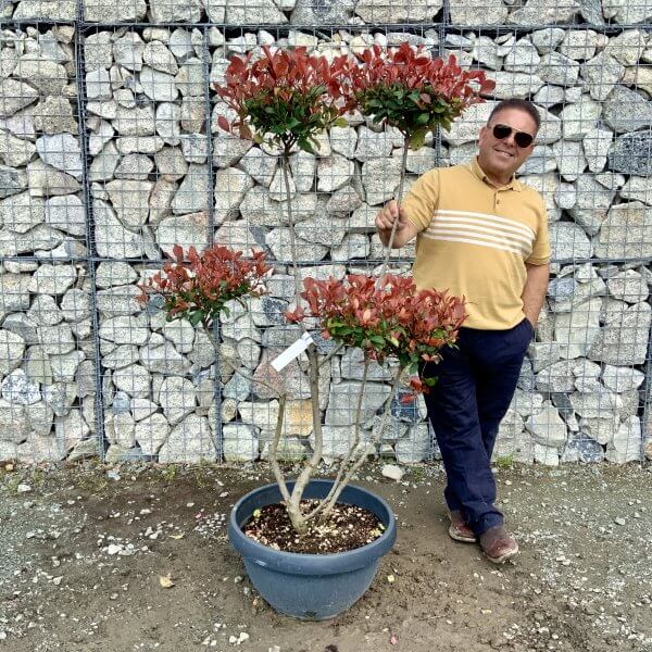 Photinia Nana (Little Red Robin) Pom Pom G391 - 28D9A5C1 6F14 4D24 8507 3664C814AE80 scaled