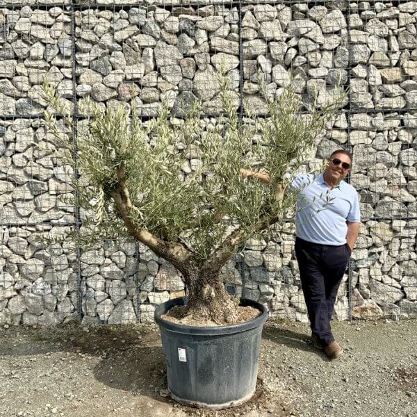 Gnarled Olive Tree Multi Stem Thick XL G325 - 296CE66B 9329 46C8 8E18 ED6B9B0DEFAC 1 105 c
