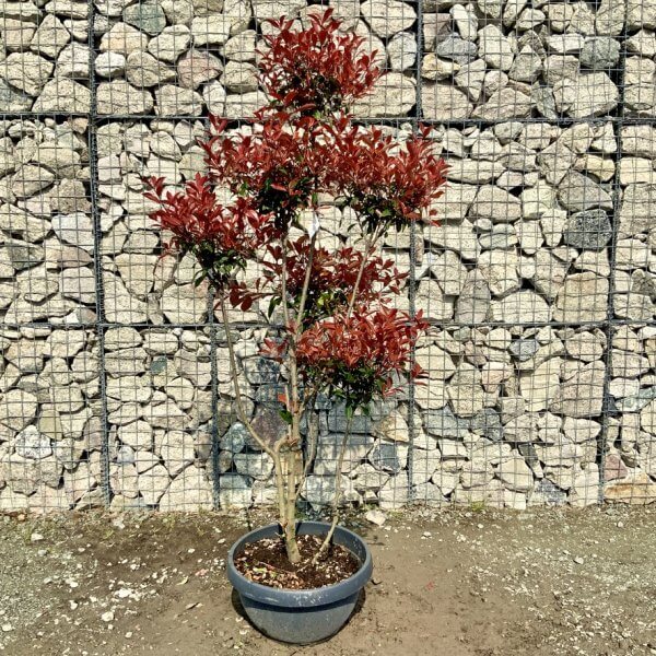 Photinia Nana (Little Red Robin) Pom Pom G410 - 29DDFD5F 33D8 4B0C A900 4A78351D9C60 1 105 c