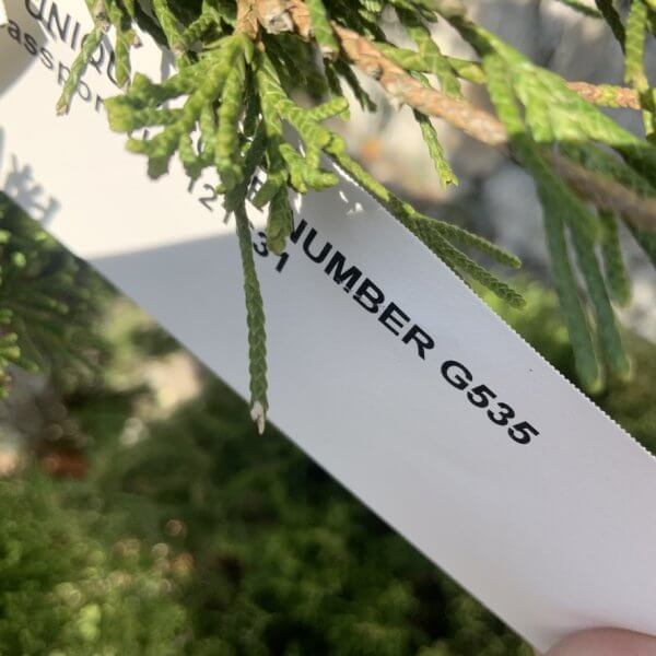 Juniperus Media Mint Julip Cloud Tree G535 - 2D3AF883 1F34 44FB AFE8 C1F66F74BAC3 1 105 c