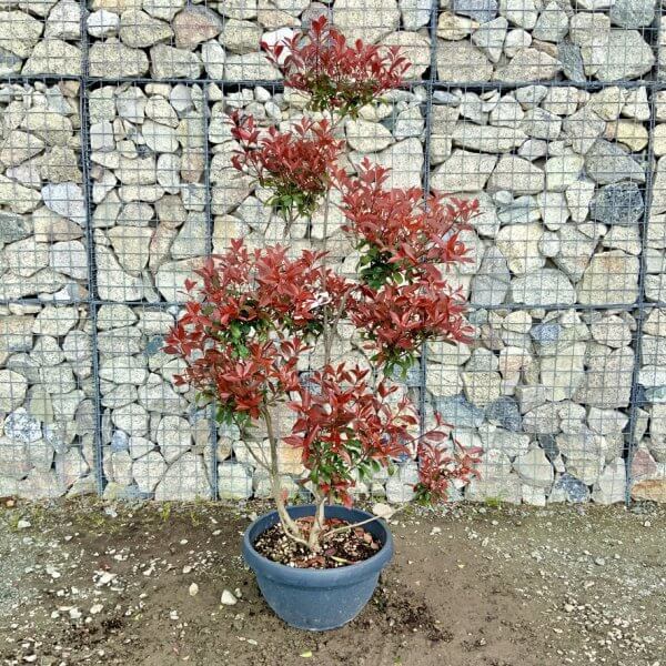 Photinia Nana (Little Red Robin) Pom Pom G448 - 2F0C4862 A8AB 49AD AF81 ABC6E048A9BA 1 105 c