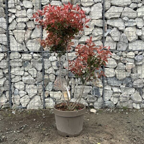 Photinia Nana (Little Red Robin) Pom Pom G362 - 312B9439 E91F 4DA3 808D 912DAEEBF117 1 105 c