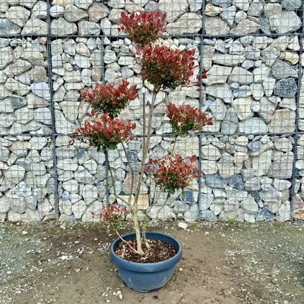 Photinia Nana (Little Red Robin) Pom Pom G392 - 31899F74 E5C1 48E7 89F1 4663713AD17D scaled