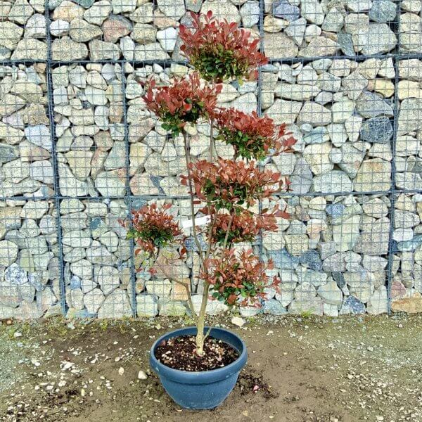 Photinia Nana (Little Red Robin) Pom Pom G446 - 322819B1 2B45 4F89 8C8D 25BA4532FBA1 1 105 c