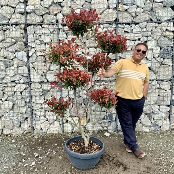 Photinia Nana (Little Red Robin) Pom Pom G431 - 32AEEDC9 C195 4DD5 BD82 D23B278EE134 1 105 c