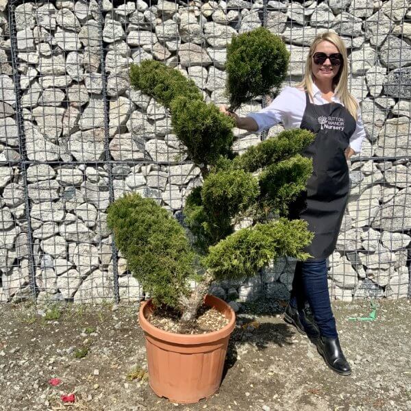Juniperus Media Mint Julip  Cloud Tree G538