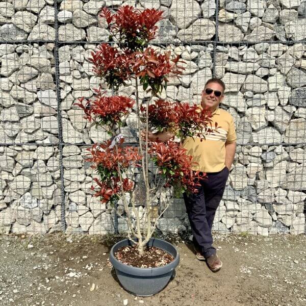 Photinia Nana (Little Red Robin) Pom Pom G401 - 38587511 AF27 4030 AA5A 84E1724DDCA5 1 105 c