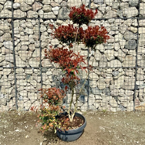 Photinia Nana (Little Red Robin) Pom Pom G398 - 39160C03 CED3 4812 A51B FD3D8C700578 1 105 c