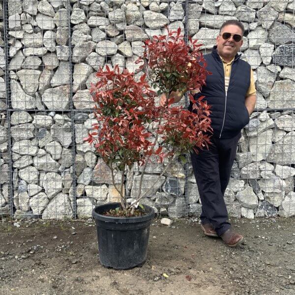 Photinia Nana (Little Red Robin) Pom Pom G359 - 39788508 2538 4551 BEDE 72D7D81A47C6 1 105 c