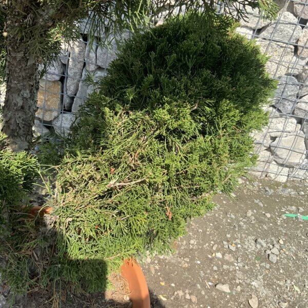 Juniperus Media Mint Julip Cloud Tree G535 - 3A83A8C1 88C7 46B6 99C7 6E0115FEA496 1 105 c
