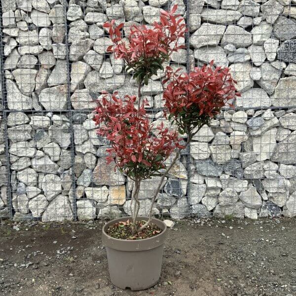 Photinia Nana (Little Red Robin) Pom Pom G347 - 3BCA41D5 A67A 40EC 9EB4 5F80B29C660B 1 105 c