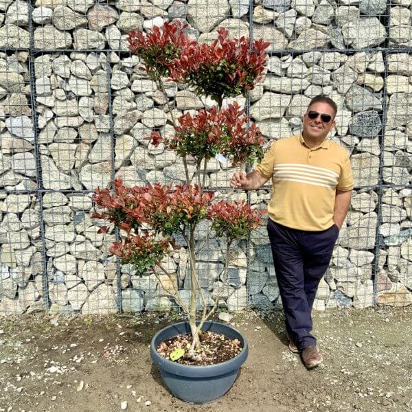 Photinia Nana (Little Red Robin) Pom Pom G400 - 3CB94B28 CD01 4C41 A4B5 54227447921A 1 105 c