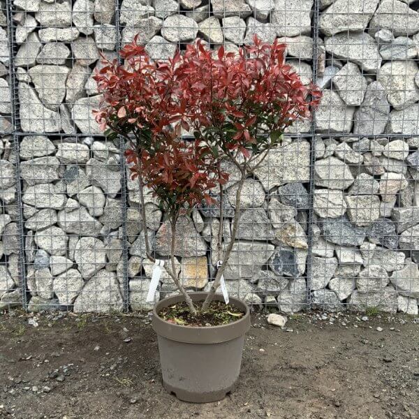 Photinia Nana (Little Red Robin) Pom Pom G368 - 3D0BDFFD 4193 4DDA 8F08 5715F4356DB2 1 105 c
