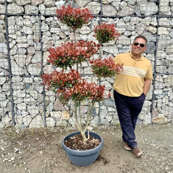 Photinia Nana (Little Red Robin) Pom Pom G434 - 3D588E5C 53CB 4FF3 98E6 7423BEFB17C3 1 105 c 1