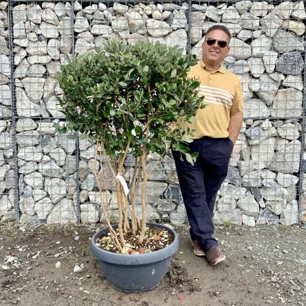 G456 Feijoa Sellowiana Floating Cloud Tree (Pineapple Guava)