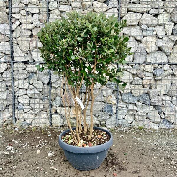 G456 Feijoa Sellowiana Floating Cloud Tree (Pineapple Guava) - Image 2