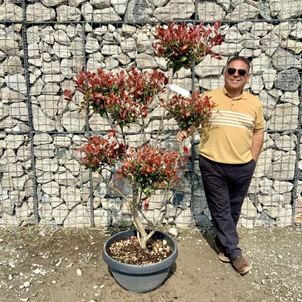 Photinia Nana (Little Red Robin) Pom Pom G419 - 3F9BC51E E9C2 436D BF09 298CFA3FF14F 1 105 c