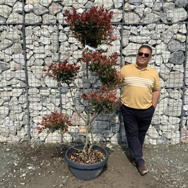 Photinia Nana (Little Red Robin) Pom Pom G416 - 412F2EA2 46AC 412F 800C 6EF8E1792C2F 1 105 c