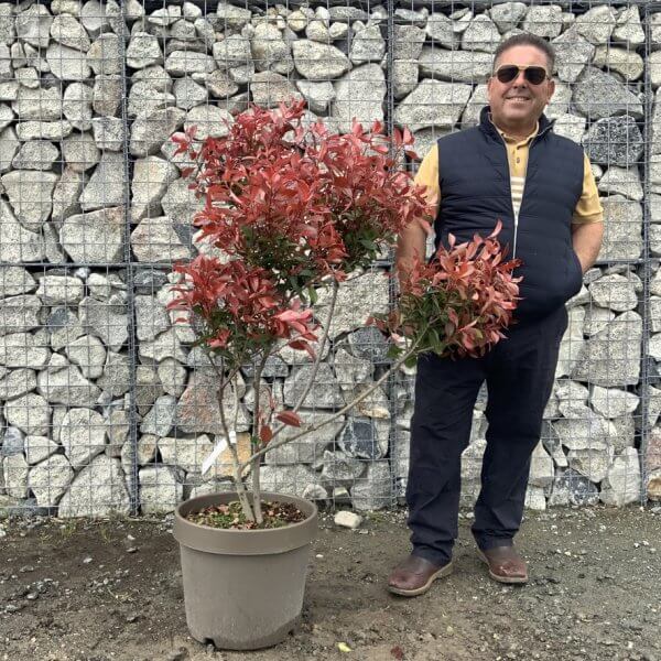 Photinia Nana (Little Red Robin) Pom Pom G355 - 447C97BB 6F1C 4284 A754 A726367D2955 1 105 c