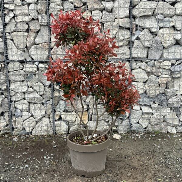 Photinia Nana (Little Red Robin) Pom Pom G344 - 4639A717 1642 4F10 8551 6C1A4944C4A8 1 105 c