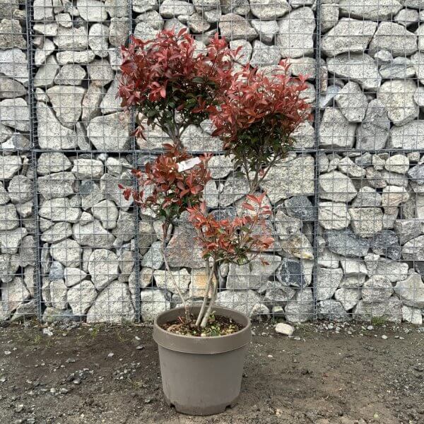 Photinia Nana (Little Red Robin) Pom Pom G360 - 487FD176 2171 4F41 98FE 01F326CF335D 1 105 c