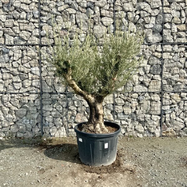 Gnarled Olive Tree Multi Stem Thick XL G303 - 4BD30D75 DF42 4DB8 876B 6C3B7BA68225 1 105 c