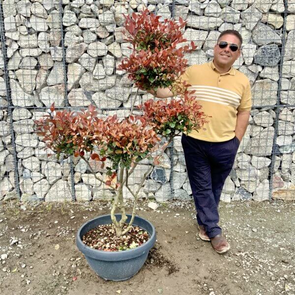 Photinia Nana (Little Red Robin) Pom Pom G432 - 4BF80C77 077D 454D 865C 6DEEF5D3E5BB 1 105 c