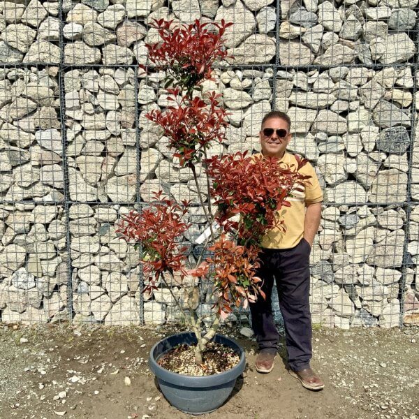 Photinia Nana (Little Red Robin) Pom Pom G417 - 4C5143E5 CC17 4665 A85E D3A782C2EFB5 1 105 c