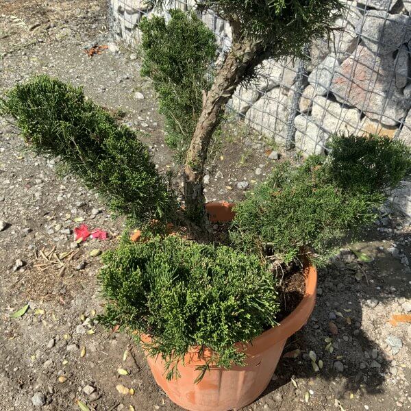 Juniperus Media Mint Julip Cloud Tree G528 - 4DBEDA22 82BE 49DC BB39 A757E618088C scaled