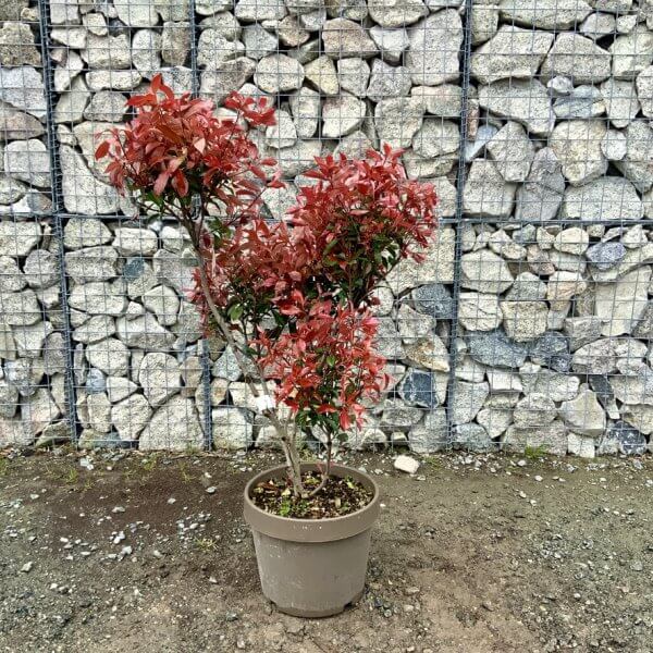 Photinia Nana (Little Red Robin) Pom Pom G341 - 4DEBC2D1 8D20 4737 94A7 E5FF88CC9ECD 1 105 c 1