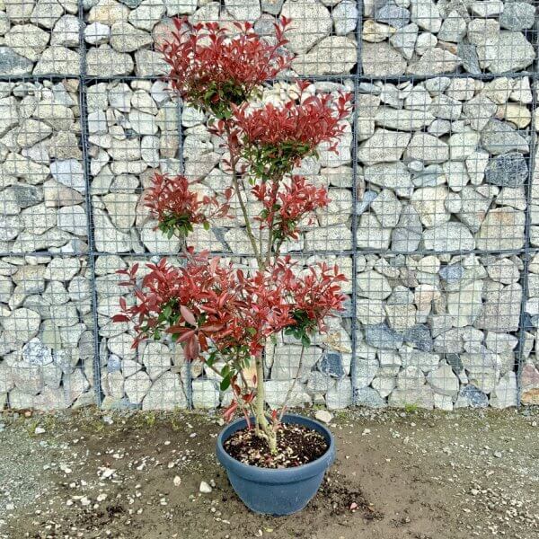 Photinia Nana (Little Red Robin) Pom Pom G447 - 503363E1 8425 4508 83D9 006E6DBAE7DA 1 105 c