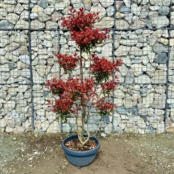 Photinia Nana (Little Red Robin) Pom Pom G413 - 509D694A 5C31 466C 91F5 F3AC65290333 1 105 c