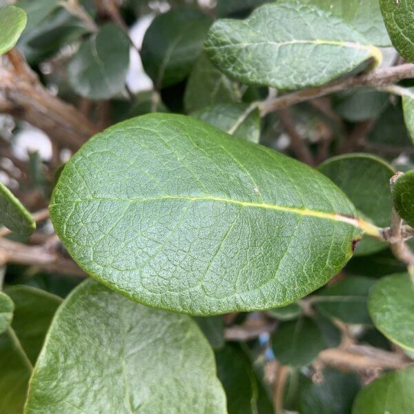 G455 Feijoa Sellowiana Floating Cloud Tree (Pineapple Guava) - 521F79DD E8E9 4366 8894 6BCCA9A27061 1 105 c 1